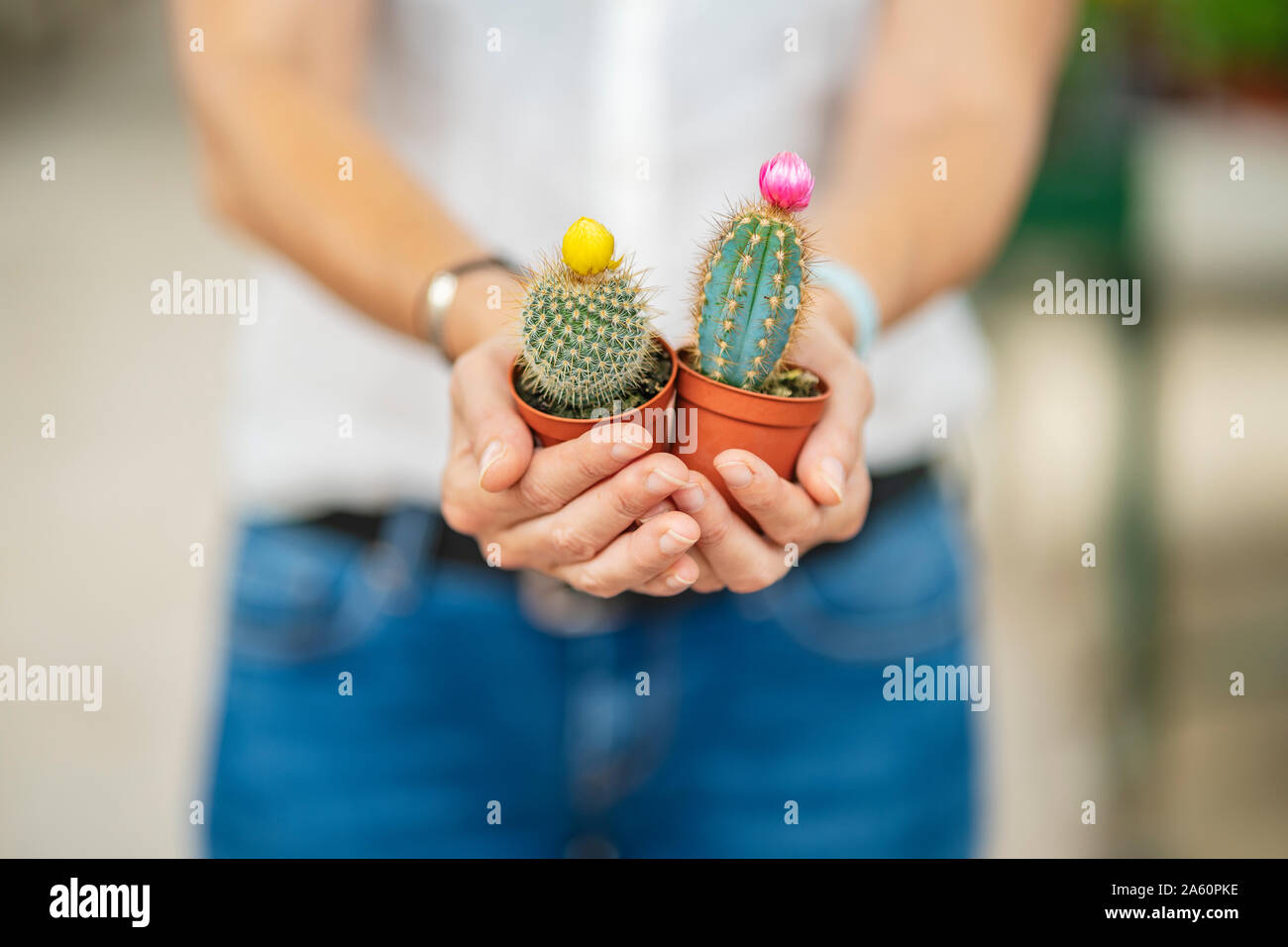 Donna di mani cacti in vivaio Foto Stock Donna di mani cacti in vivaio Foto Stock