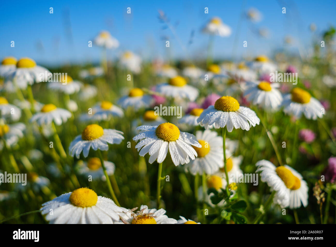 Close-up di wet white margherite blooming all'aperto, Baviera, Germania Foto Stock