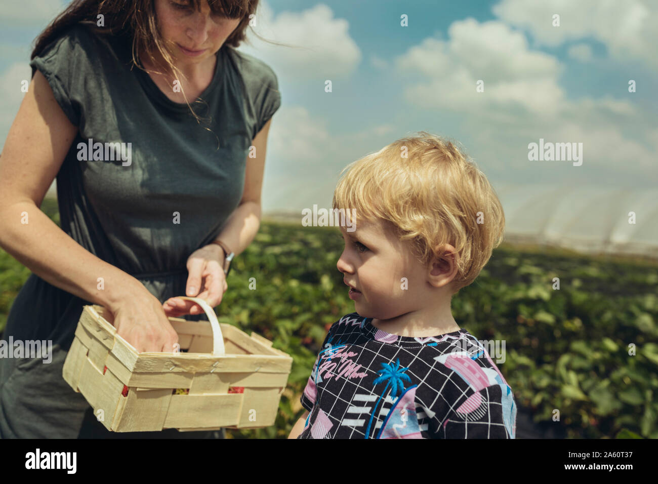 Madre e Figlio la raccolta di fragole in piantagioni di fragole Foto Stock