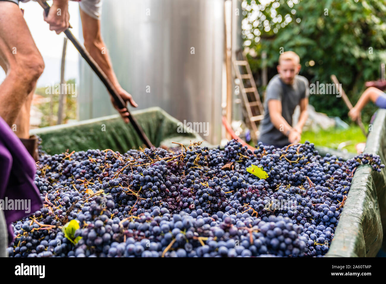 Uomo in piedi sul rimorchio con uve raccolte per la lavorazione Foto Stock