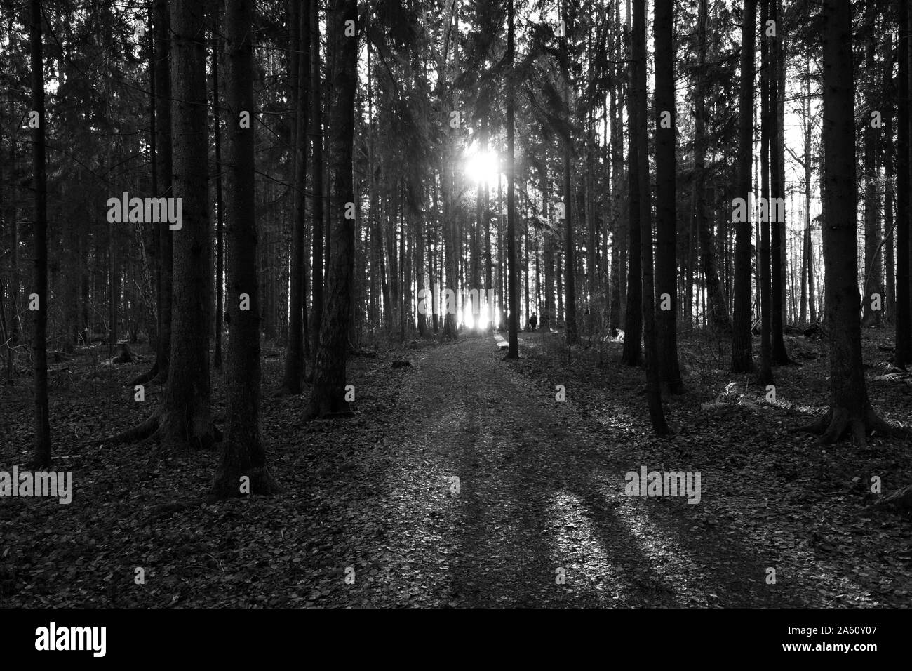 Sun attraverso il forrest Foto Stock