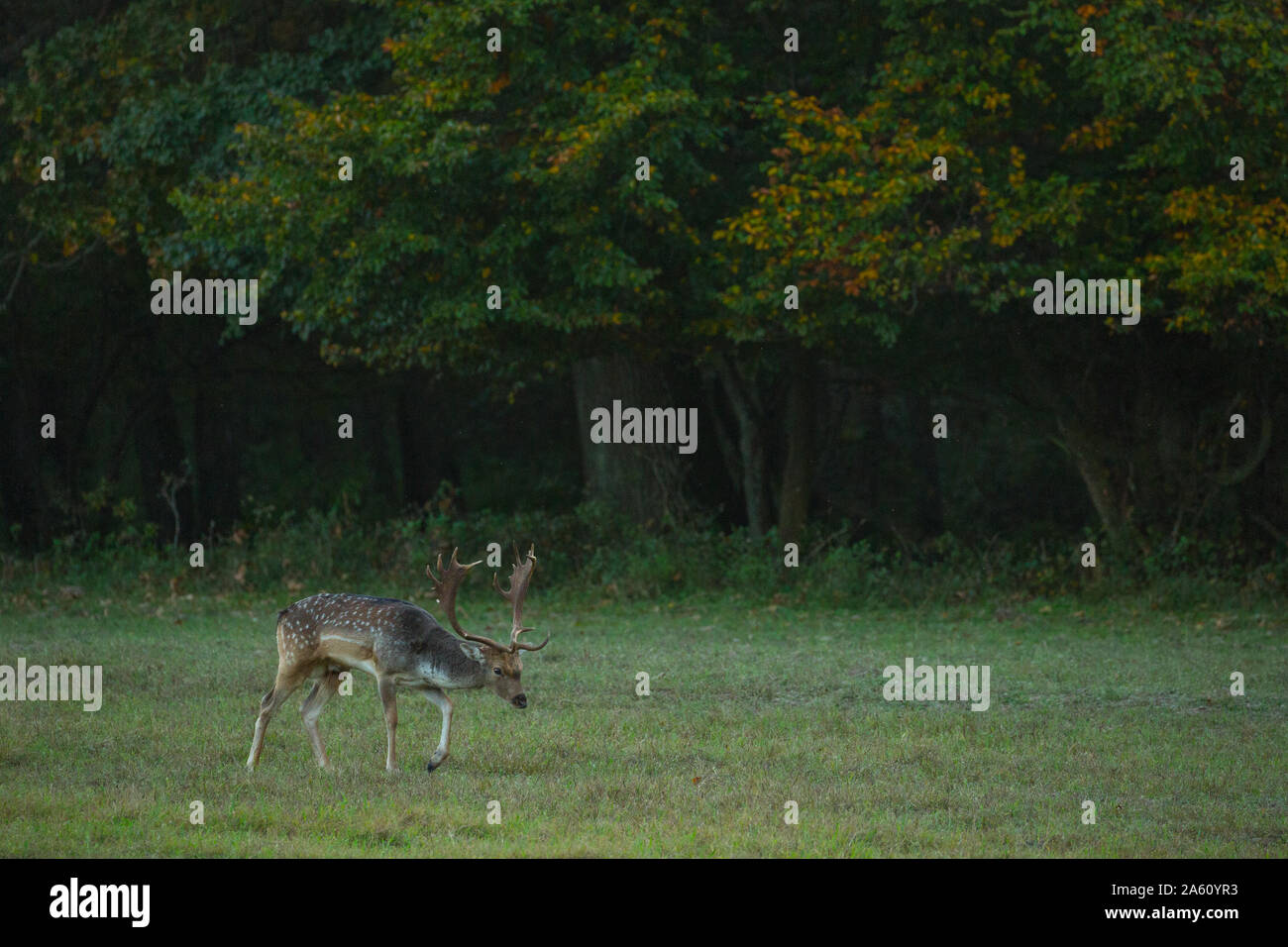 Daini stag Foto Stock