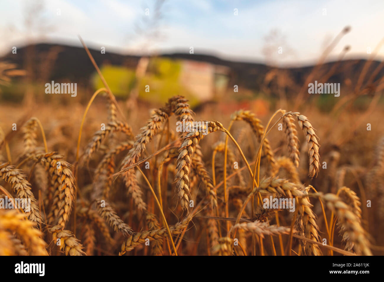 Agricoltura biologica, campo di grano, raccolto, mietitrebbia di sera Foto Stock