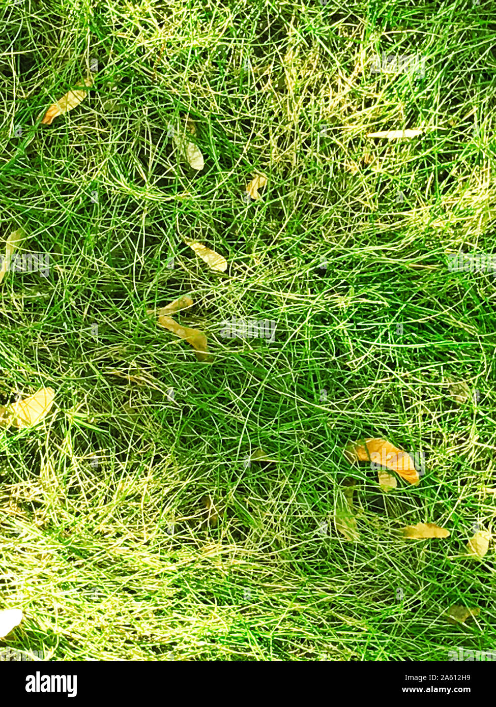 Concetto di autunno sfondo di erba gialla con caduti semi di acero o chiavi di acero. Superiore Vista naturale. Copia di testo spazio. Foto Stock