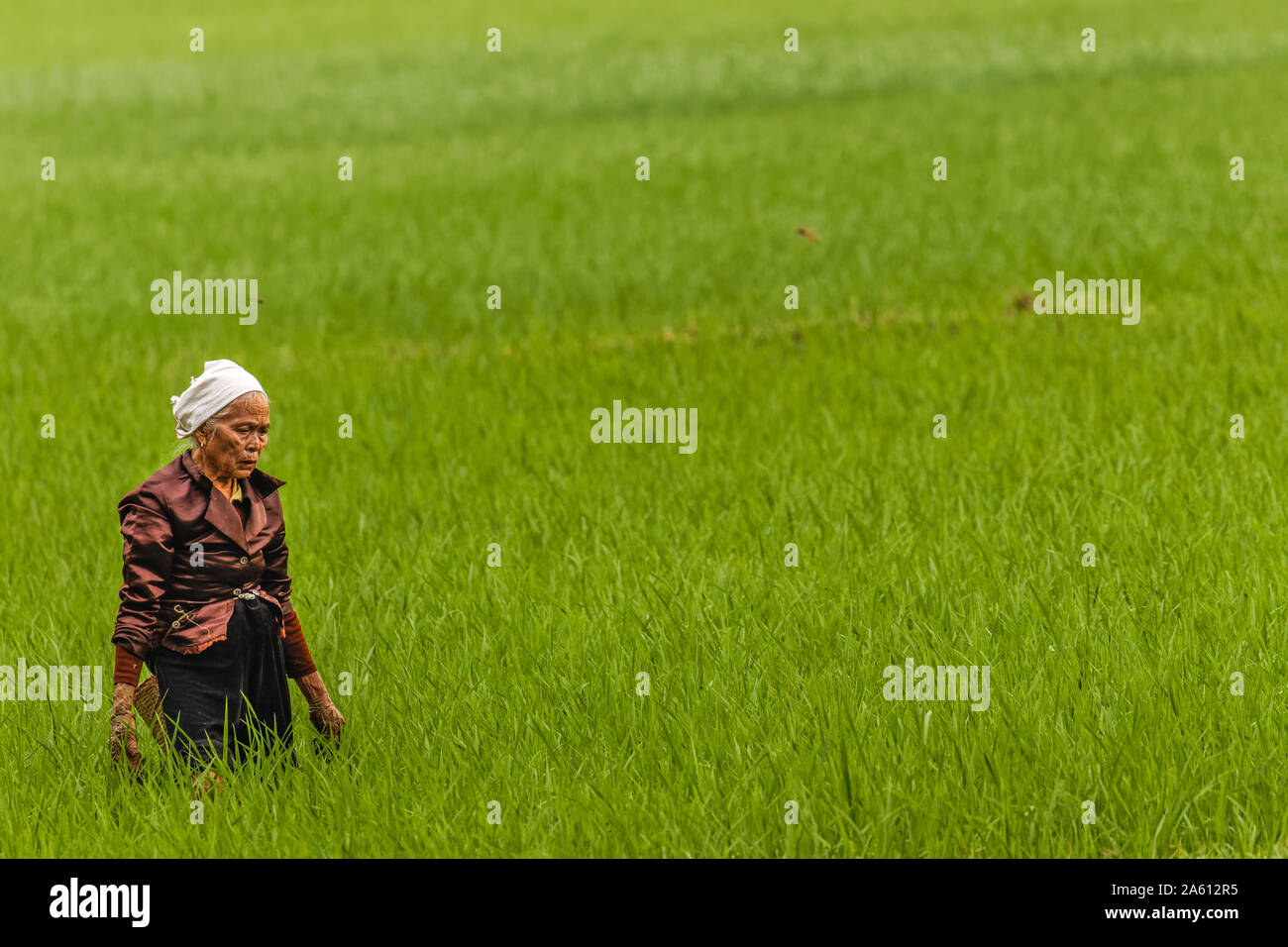 Mai Chau / Vietnam - Marzo 09 2019: Una vecchia donna lavora su un campo di riso nella luce della sera. Foto Stock