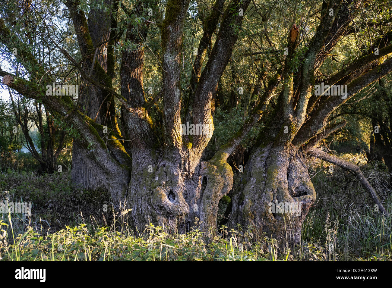Il vecchio albero maestoso crescendo in riserva naturale, Baviera, Germania Foto Stock
