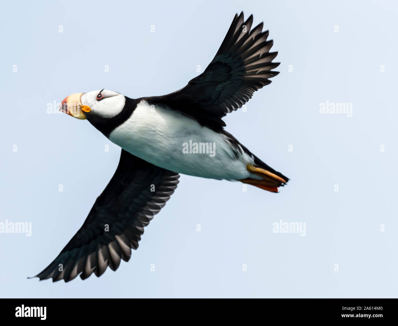 Adulto cornuto puffin (Fratercula corniculata) in volo in Glubokaya Bay, Kamchatka, Russia, Eurasia Foto Stock