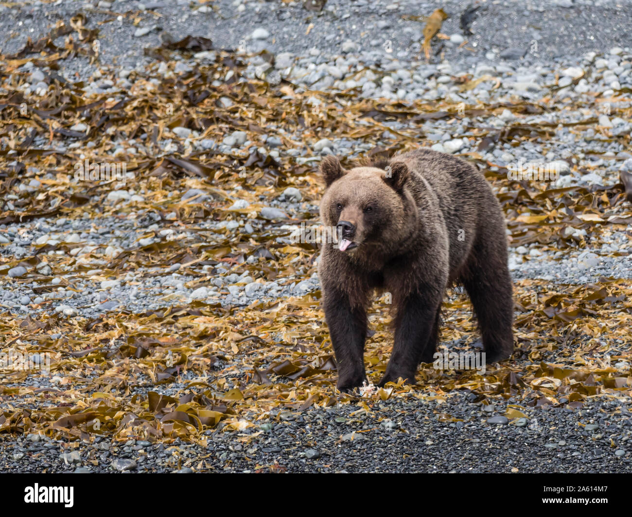 Femmina adulta Kamchatka l'orso bruno (Ursus arctos beringianus), Glubokaya Bay, Kamchatka, Russia, Eurasia Foto Stock