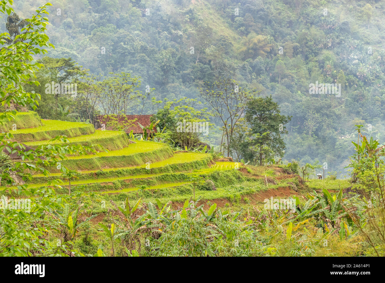 Una vecchia donna che lavorano sulla sua terra in un paesaggio idilliaco, Pu Luong Riserva Naturale, Thanh Hoa in Vietnam. Foto Stock