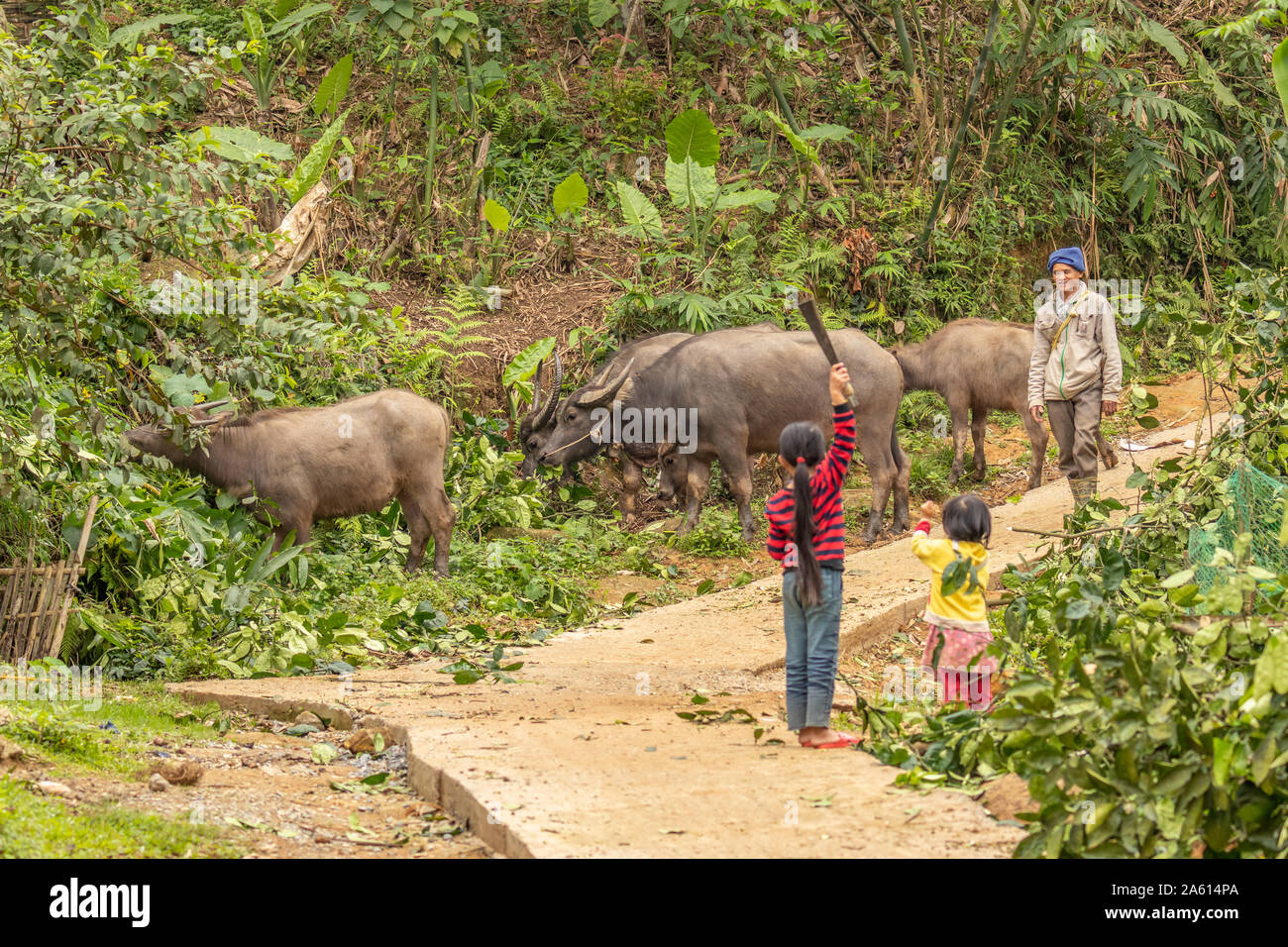 Pu Luong Riserva Naturale, Thanh Hoa / Vietnam - Marzo 10 2019: bambine benvenuti un agricoltore con il suo bufalo d'acqua. Foto Stock