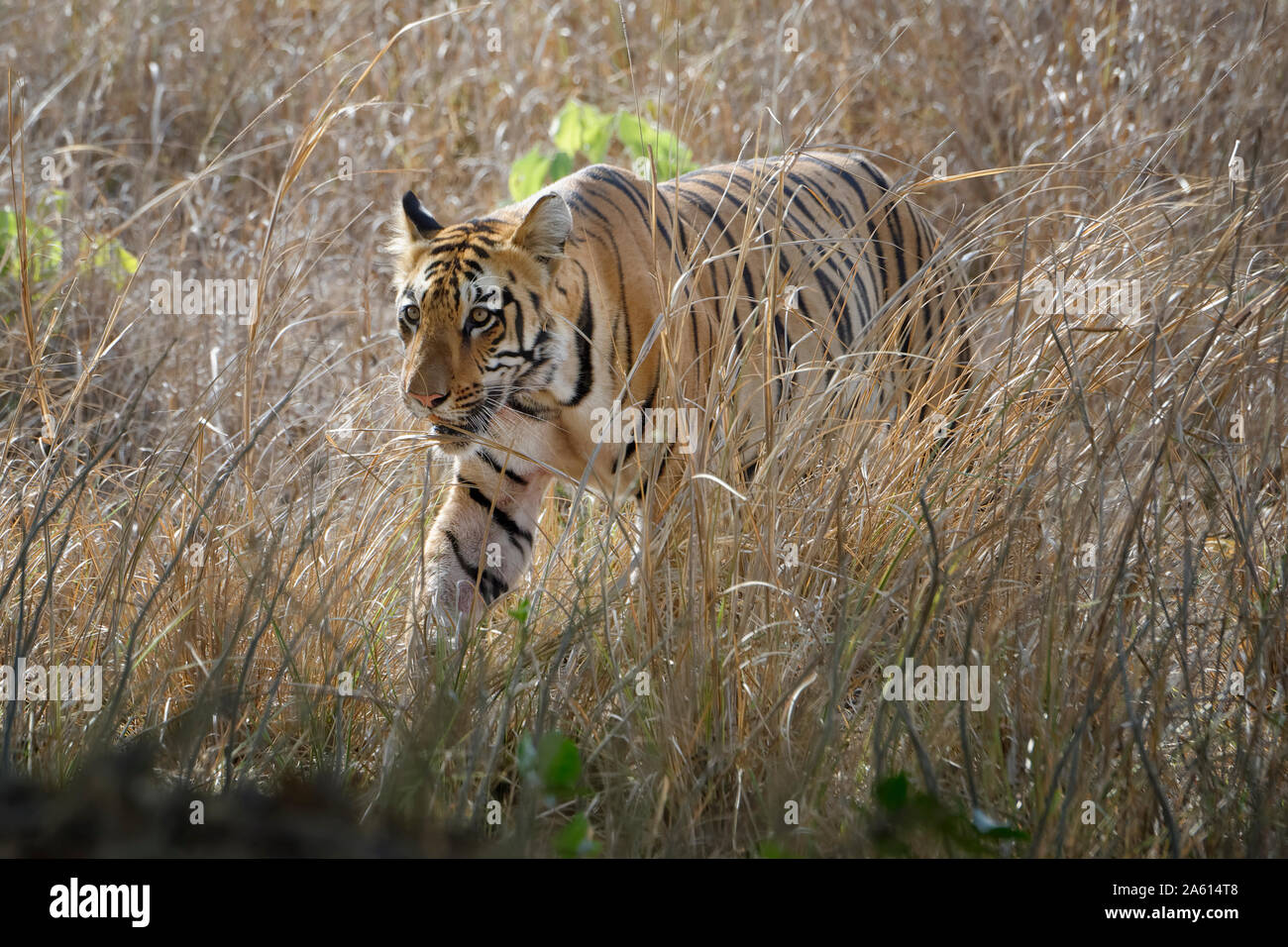 Maschio di tigre del Bengala (Panthera tigris tigris) passeggiate nel bush, Tadoba Andhari Riserva della Tigre, nello stato del Maharashtra, India, Asia Foto Stock