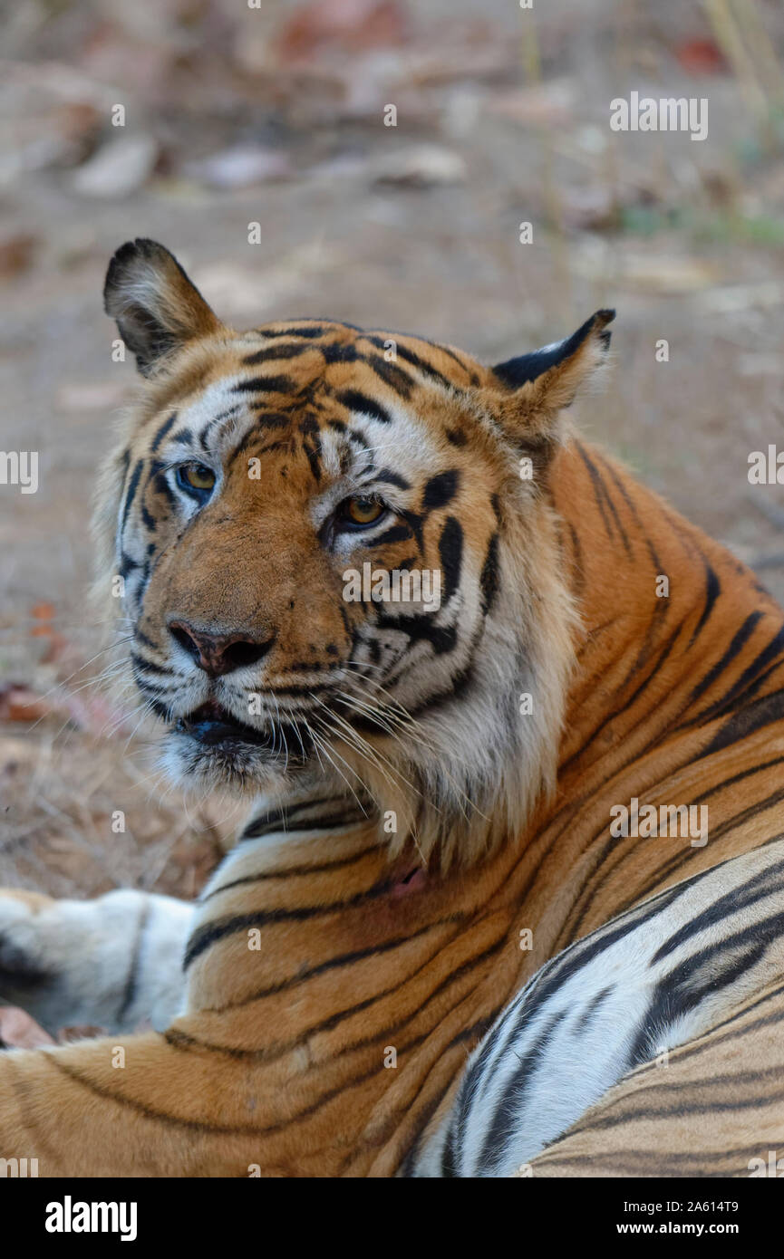 Maschio di tigre del Bengala (Panthera tigris tigris) di appoggio, Bandhavgarh National Park, Madhya Pradesh, India, Asia Foto Stock