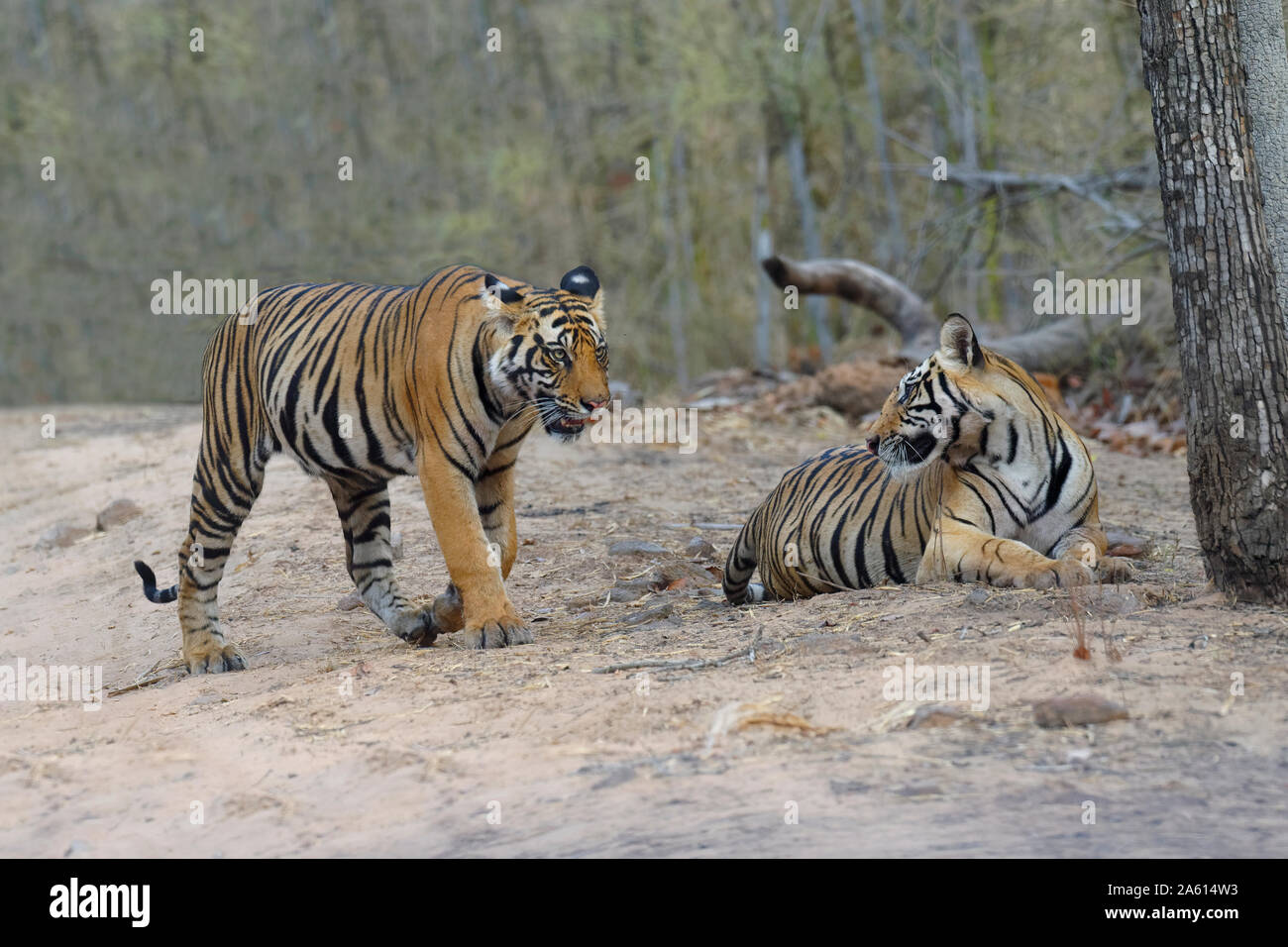 Due giovani le tigri del Bengala (Panthera tigris tigris) su un sentiero forestale Bandhavgarh National Park, Madhya Pradesh, India, Asia Foto Stock
