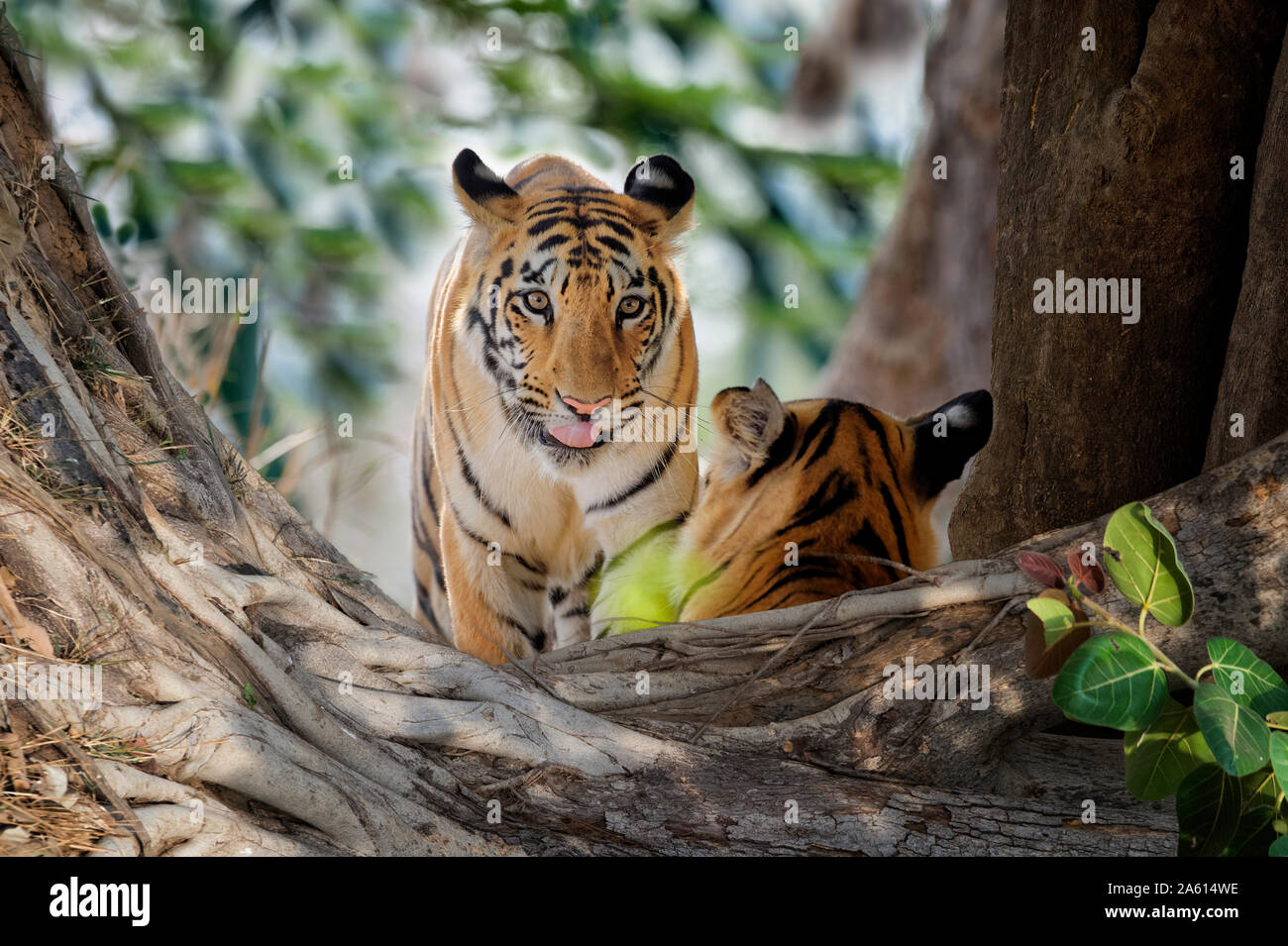Due giovani le tigri del Bengala (Panthera tigris tigris), Tadoba Andhari Riserva della Tigre, nello stato del Maharashtra, India, Asia Foto Stock