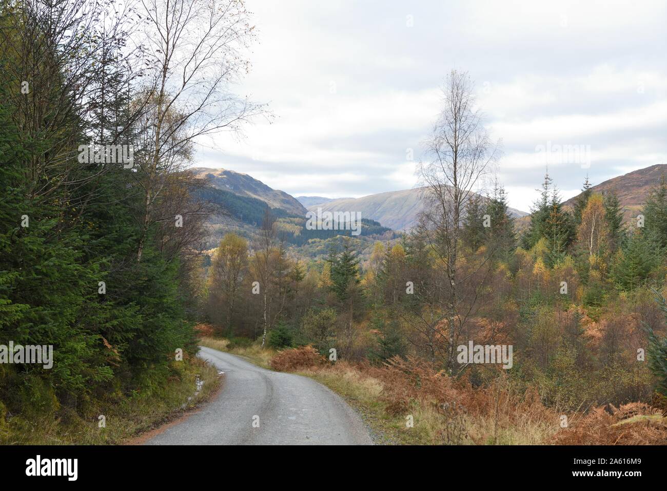 La via che conduce attraverso la scenic "tre laghi Forest Drive' in Achray Forest Drive, Scozia, Regno Unito, Europa, durante l'autunno. Foto Stock