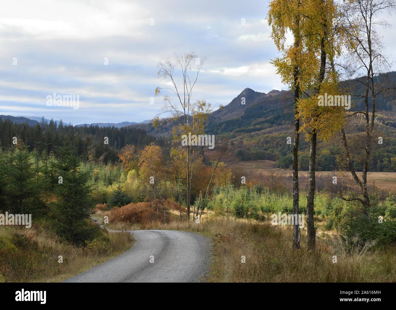 La via che conduce attraverso a ben un'an sulla "tre laghi Forest Drive' in Achray Forest Drive, Scozia, Regno Unito, Europa, durante l'autunno. Foto Stock