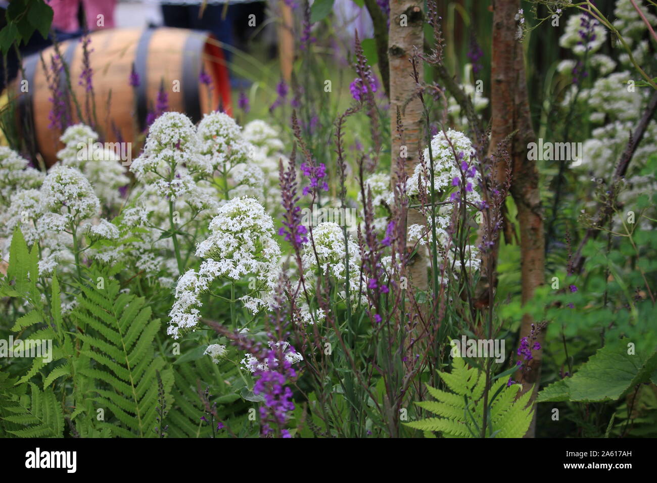 Rhs Chatsworth Flower Show 2019 Bbc Local Radio Gardens The Brewery Garden Foto Stock