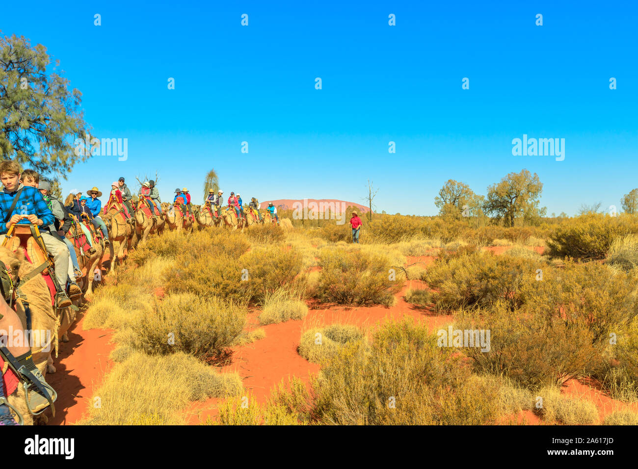 Uluru, Territorio del Nord, Australia - 22 AGO 2019: Uluru nella distanza visibile durante il popolare guidato Uluru Camel Tours in outback australiano. Popolari Foto Stock