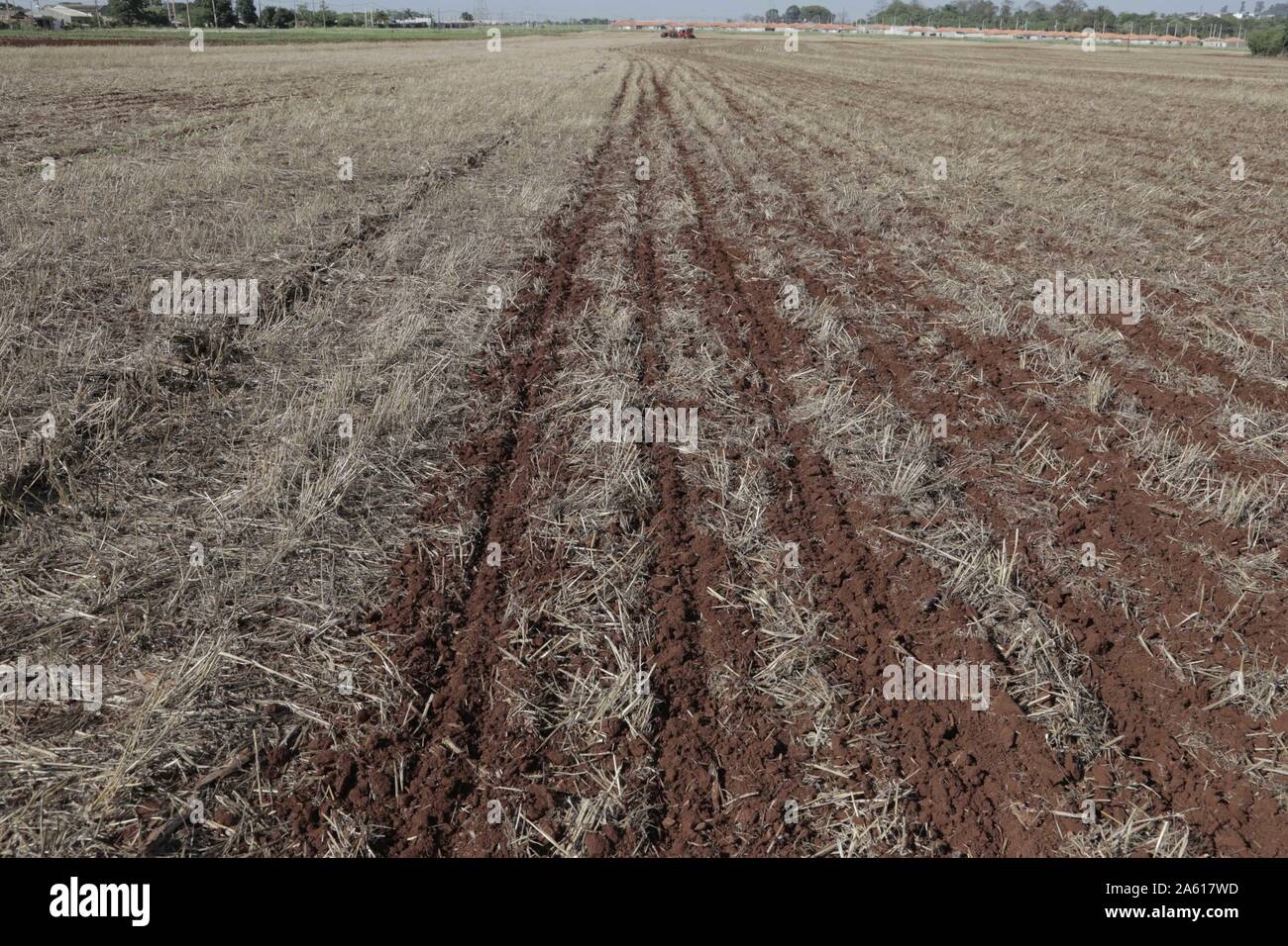 CAMPO MOURÃO, PR - 23.10.2019: AP PERDAS PRODUTORES REPLANTAM SOJA - produttori rurali in Campo Mourão, nel Midwest regione del Paraná, che piantarono i semi di soia in settembre e ha subito perdite a causa di una prolungata siccità, tornati al campo dopo le ultime piogge di circa 40 millimetri di reimpianto dei semi oleosi. Nella foto, gli agricoltori di reimpianto fagioli di soia sulla proprietà rurale. (Foto: Dirceu Portogallo/Fotoarena) Foto Stock