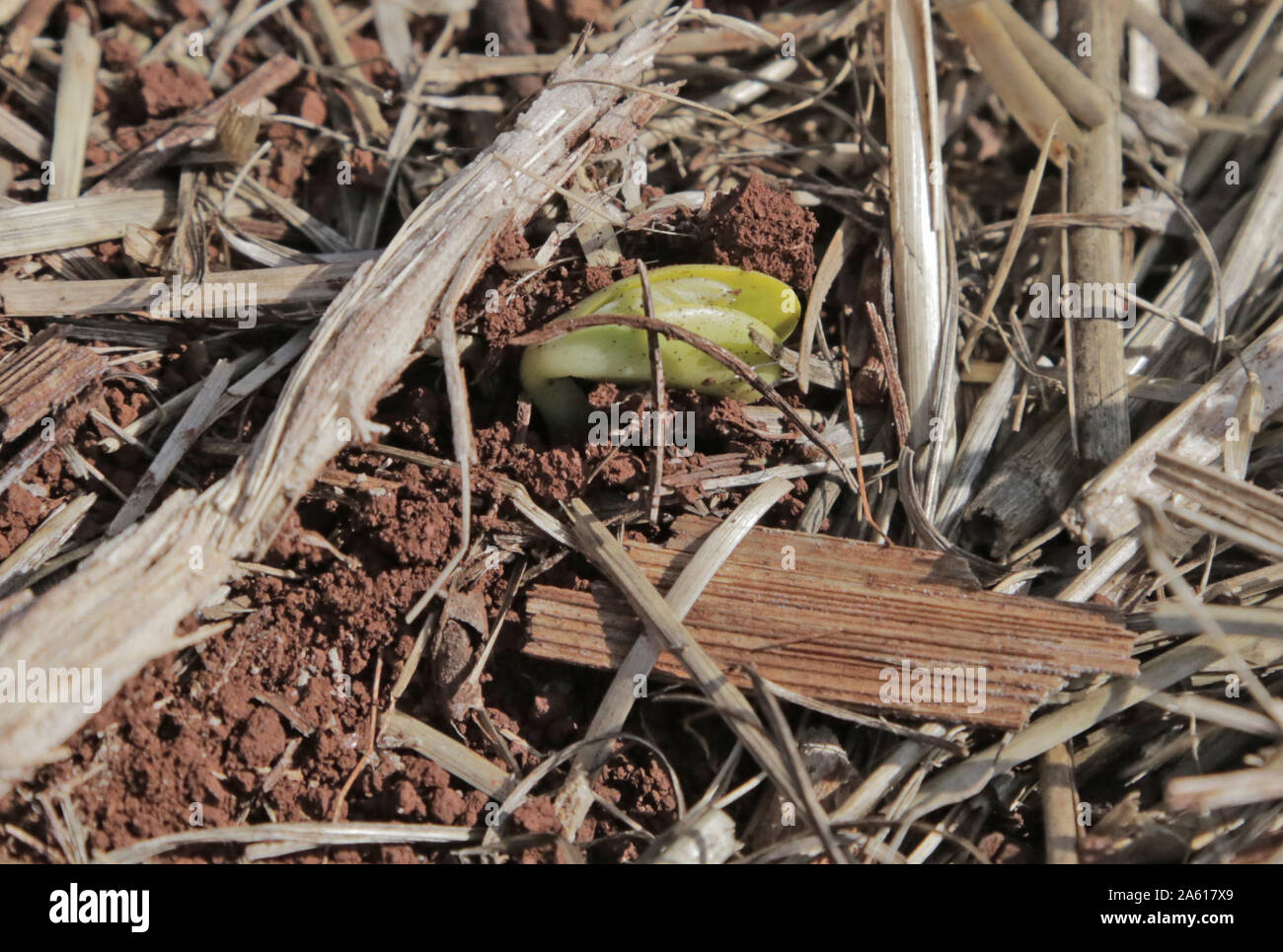 CAMPO MOURÃO, PR - 23.10.2019: AP PERDAS PRODUTORES REPLANTAM SOJA - produttori rurali in Campo Mourão, nel Midwest regione del Paraná, che piantarono i semi di soia in settembre e ha subito perdite a causa di una prolungata siccità, tornati al campo dopo le ultime piogge di circa 40 millimetri di reimpianto dei semi oleosi. Nella foto, gli agricoltori di reimpianto fagioli di soia sulla proprietà rurale. (Foto: Dirceu Portogallo/Fotoarena) Foto Stock