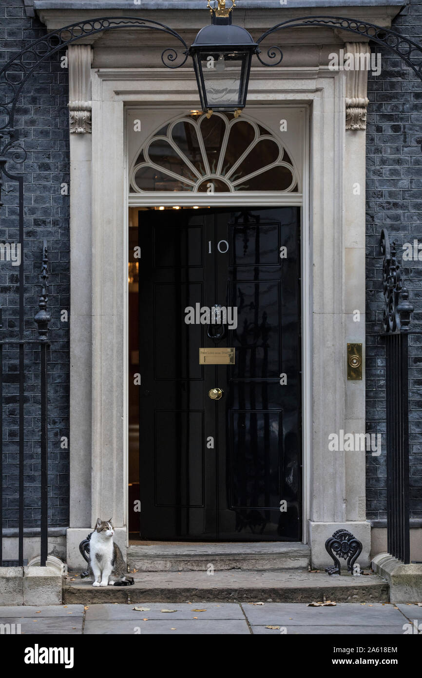 Larry il gatto fuori 10 Downing Street dove egli è il capo attuale Mouser al Cabinet Office, Whitehall, London, Regno Unito Foto Stock