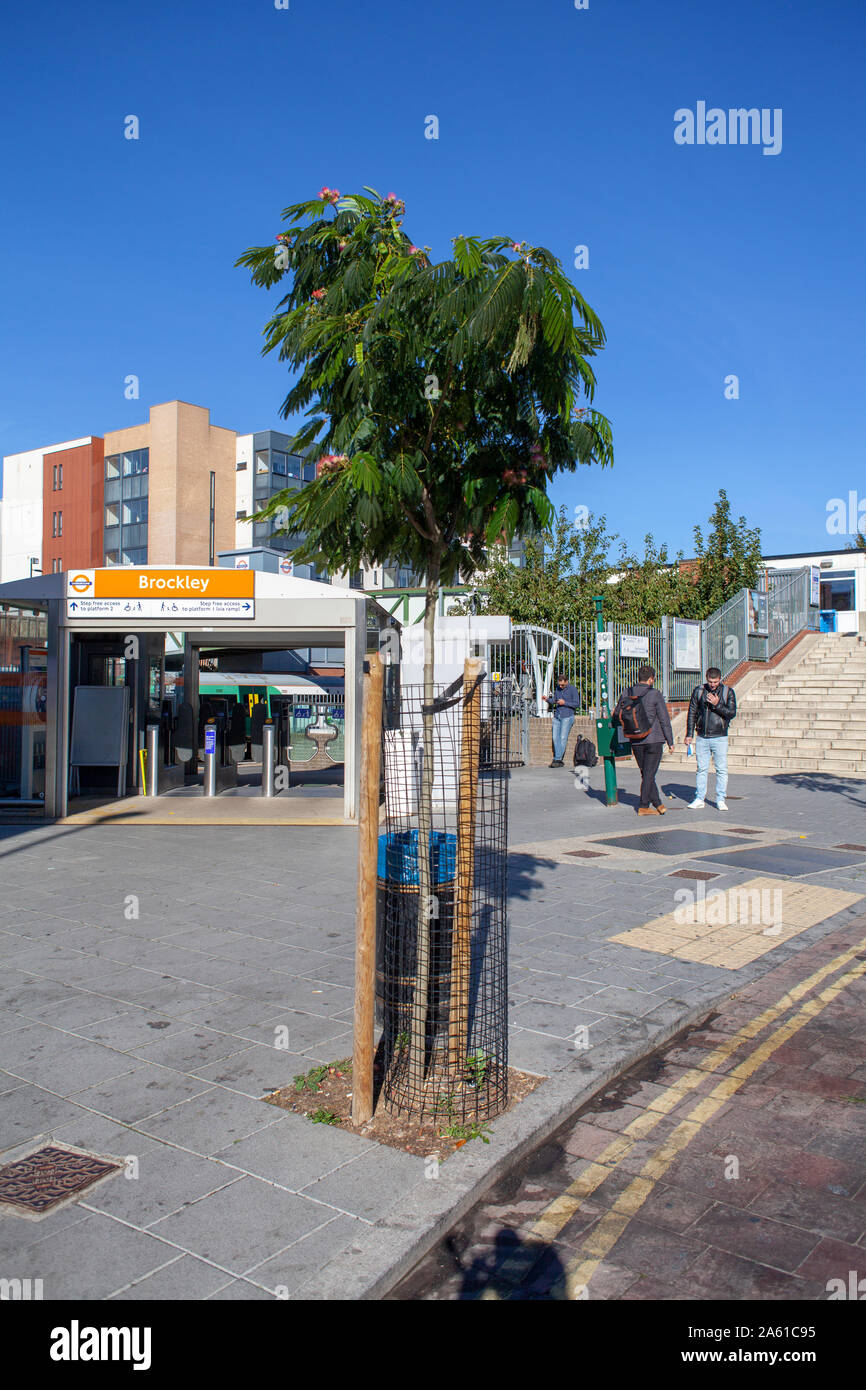 Il persiano di seta al di fuori della struttura Brockley overground stazione, London SE4 Foto Stock