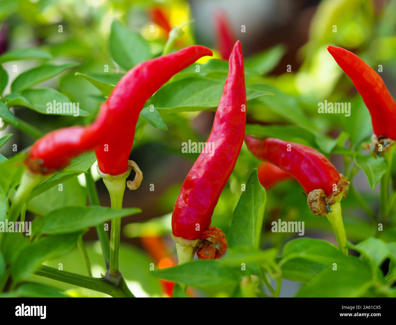 Rosso brillante montante il peperoncino che cresce su una pianta Foto Stock