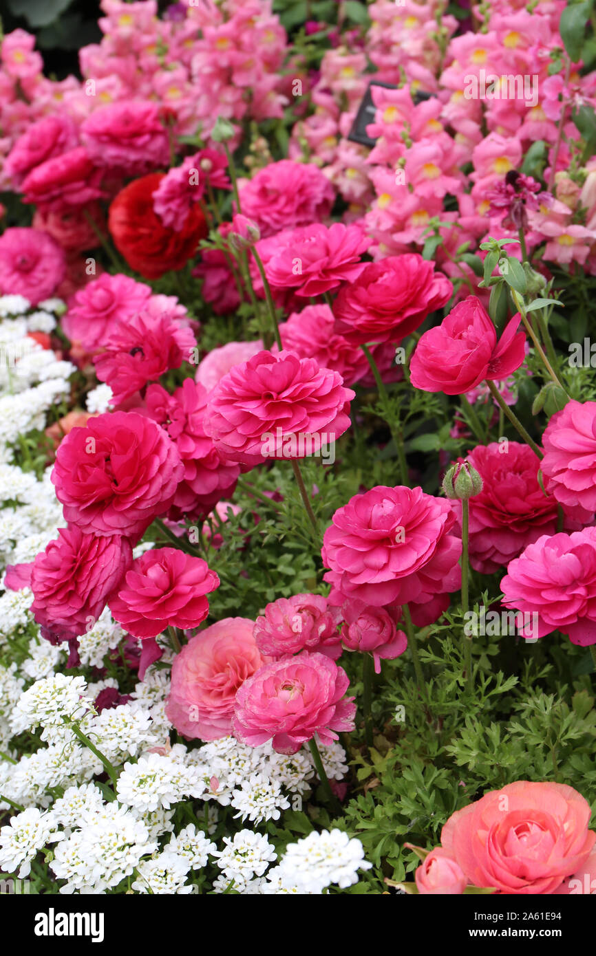 Un fiore bellissimo letto riempito con bocche di leone rosa, rosa e pesca Ranunculus e Candytuft bianco fiori in piena fioritura Foto Stock