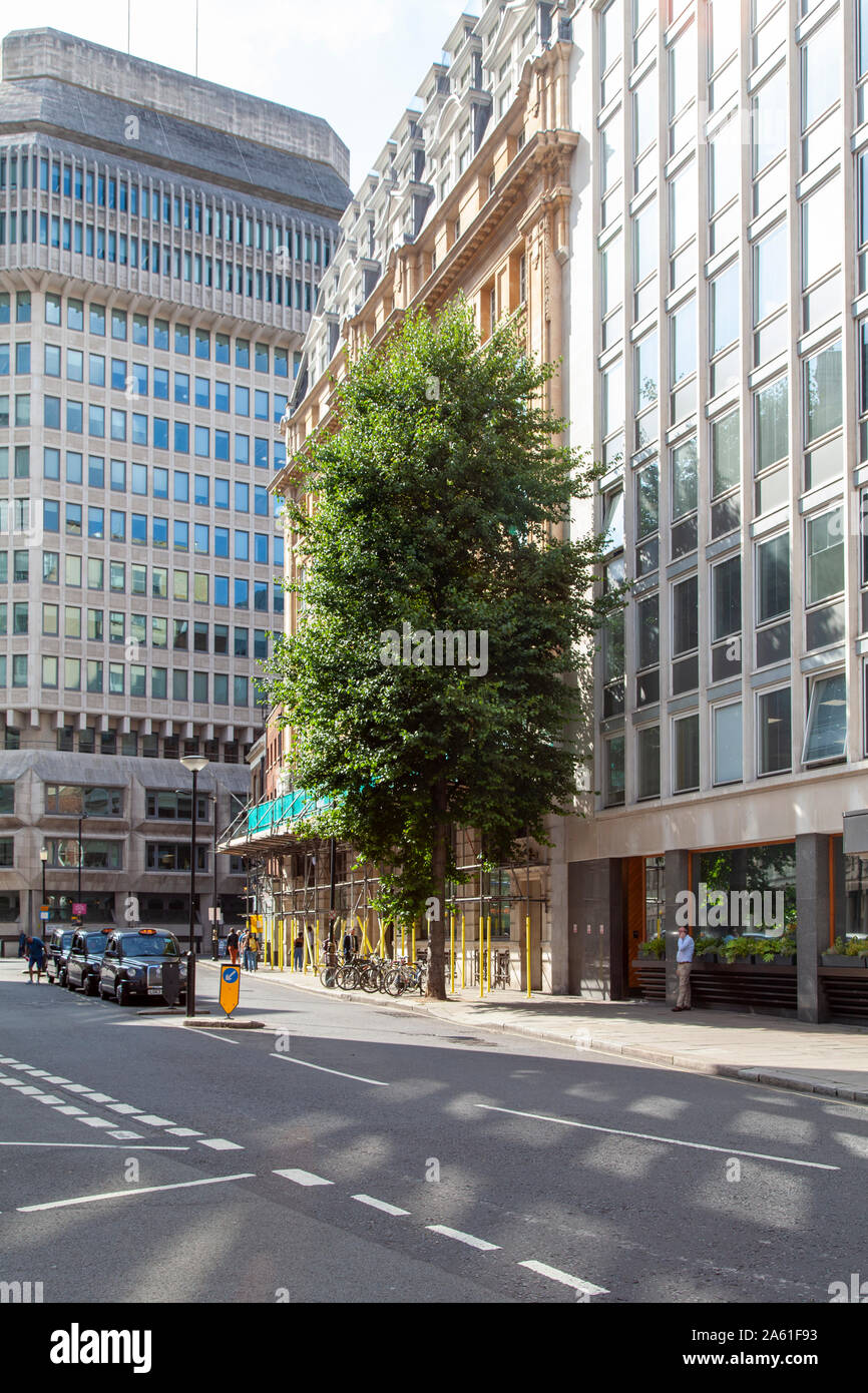 Italiano (Ontano Alnus cordata) street tree, Whitehall, London SW1 Foto Stock