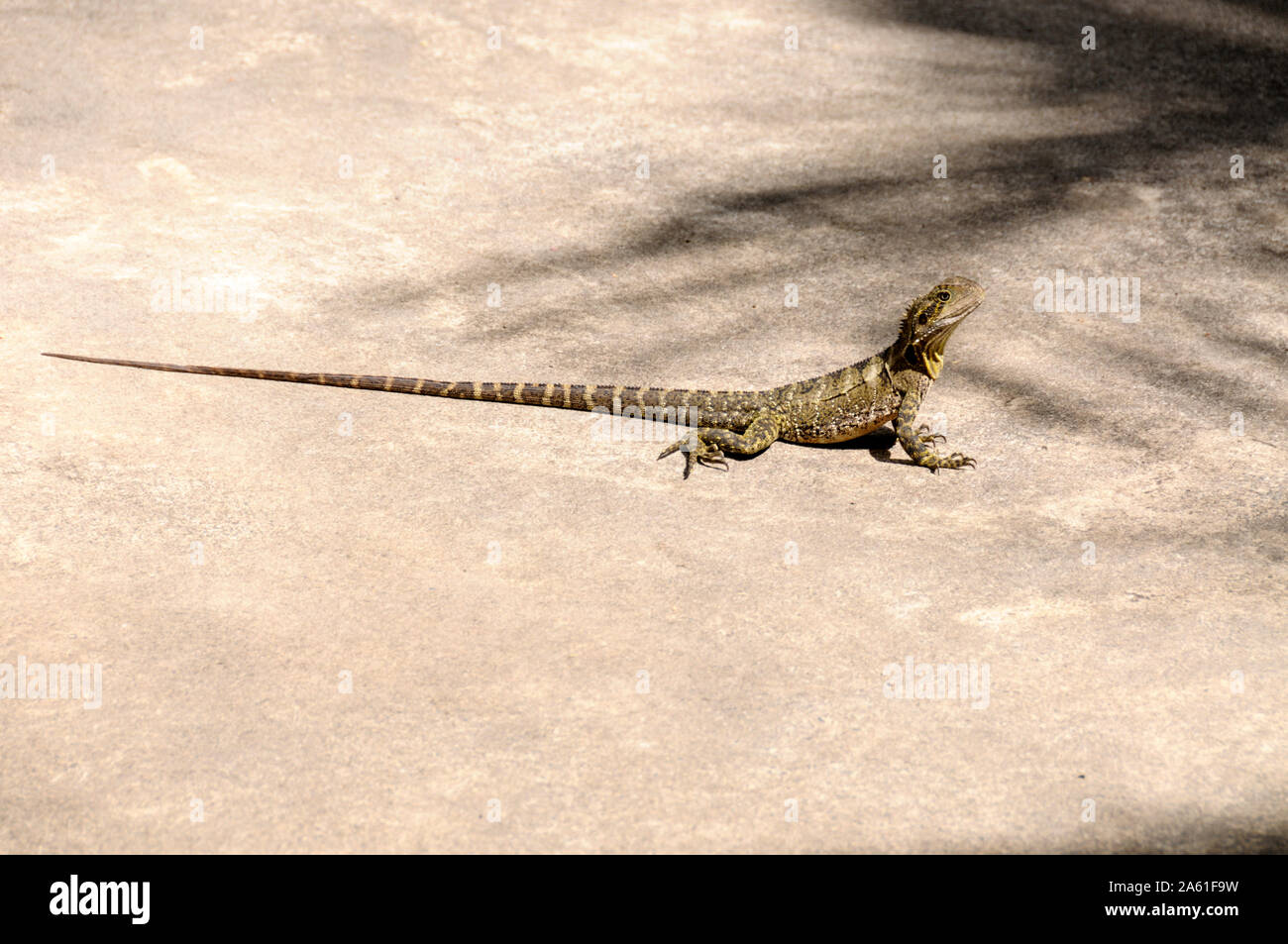 Un acqua orientale Dragon il roaming intorno liberamente presso l'Australian Zoo sulla Sunshine Coast di Queensland in Australia. Foto Stock