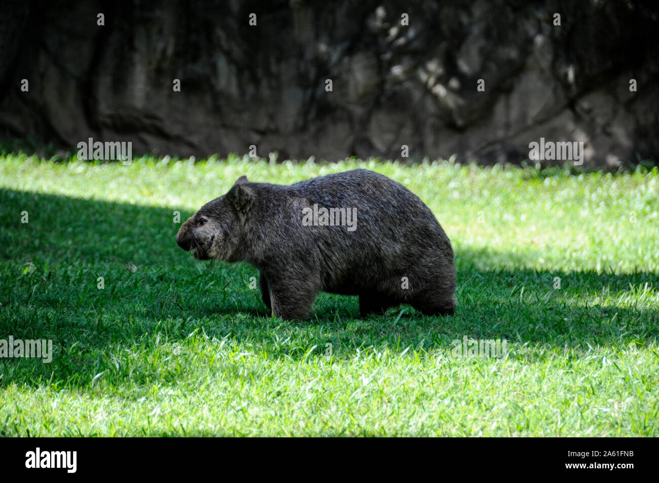 Un wombat presso lo Zoo di australiana nel Queensland, Australia Foto Stock