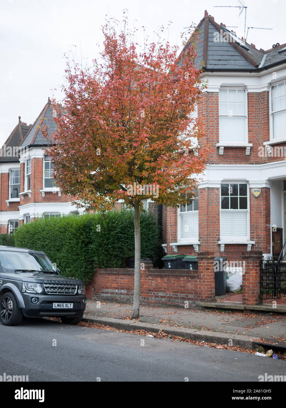 Juneberry o snowy mespil (Amelanchier) albero Street a Londra Foto Stock