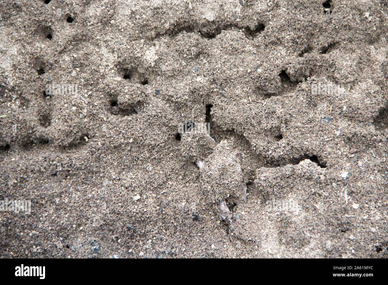 Stormy vita nelle grandi ant hill nella foresta. Grande formicaio con colonia di formiche. La fauna tra gli insetti. Foresta di insetti. Le formiche irritabilità intorno ai fori di anthil Foto Stock