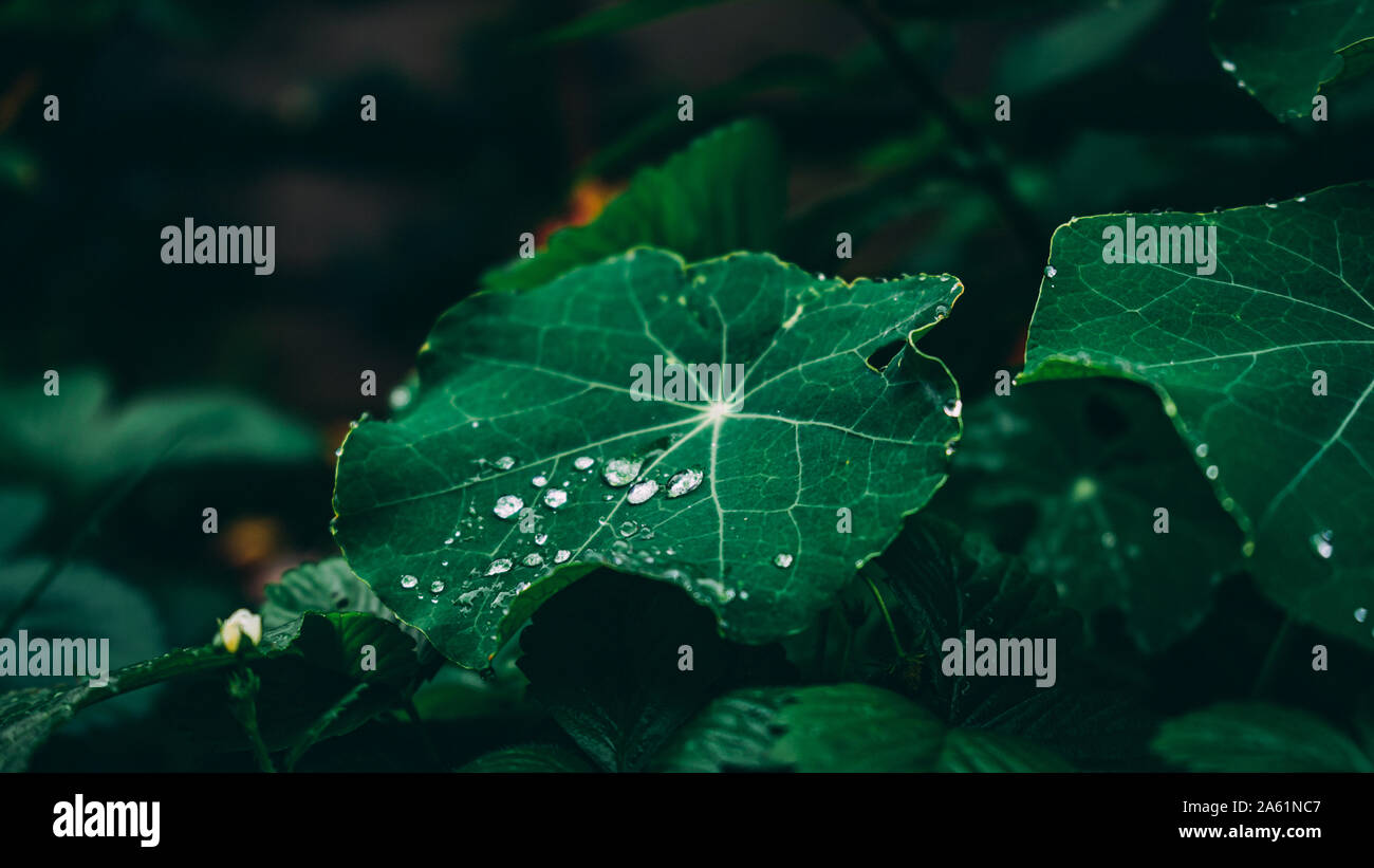 Verde scuro Nasturtium lascia dopo la pioggia in autunno Foto Stock