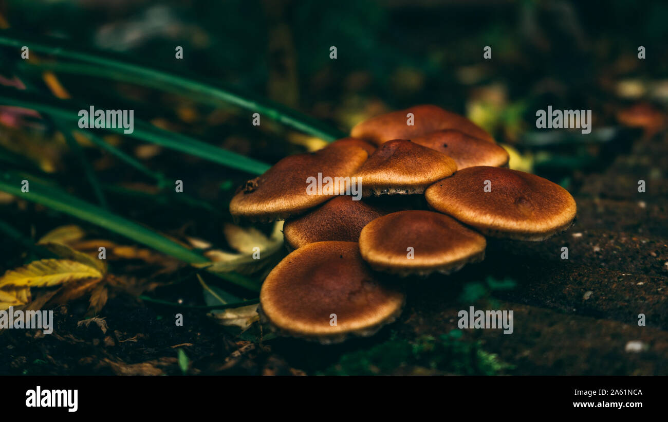 Giardino in scena con i funghi e le foglie in autunno Foto Stock