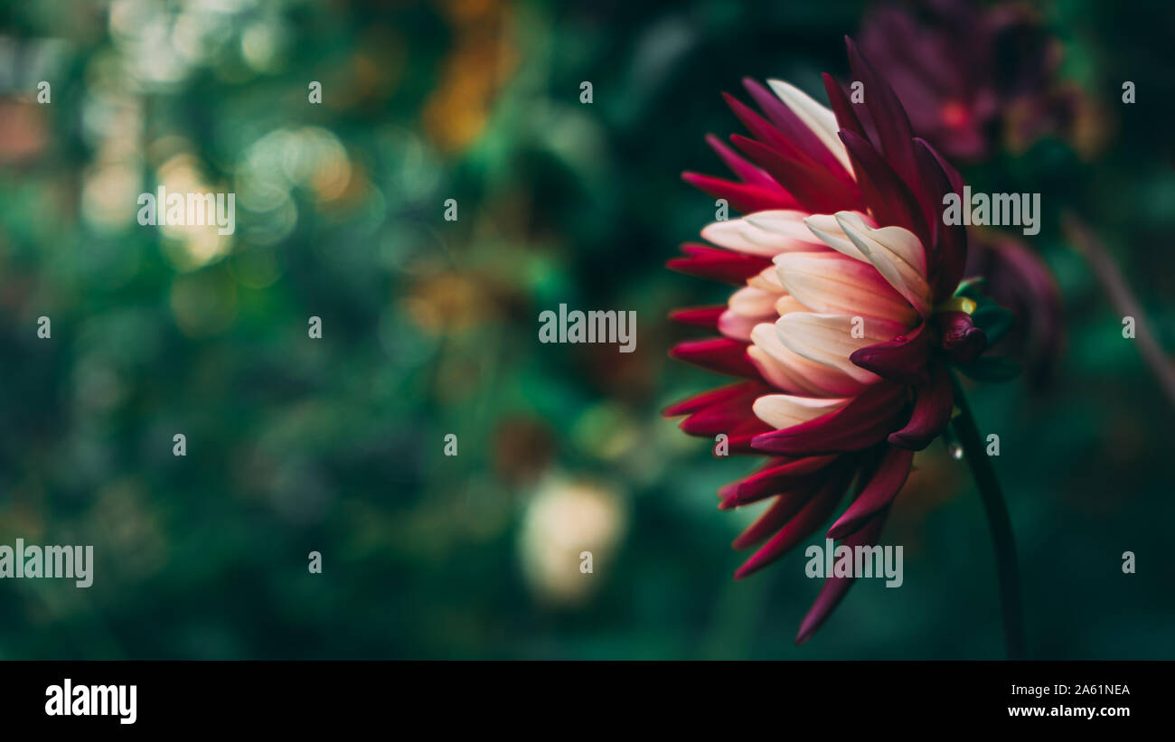 Splendida miscelato bianco e viola dahlia che fiorisce in autunno Foto Stock