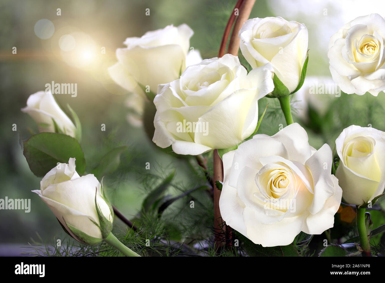 Rose, immagine di sfondo ,le rose in giardino,bellissime rose Foto Stock