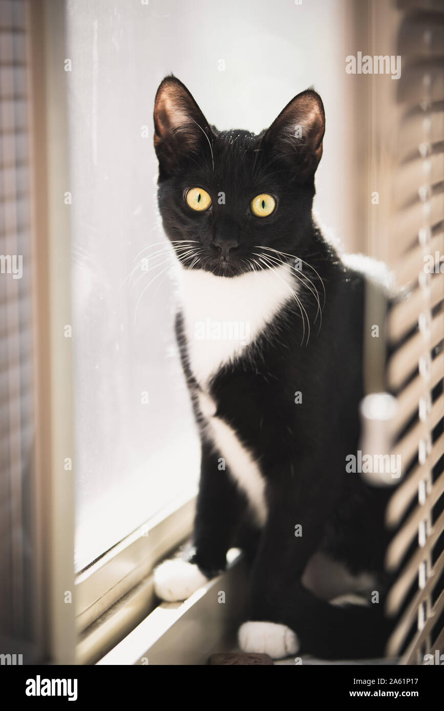 Tuxedo gattino in una finestra Foto Stock