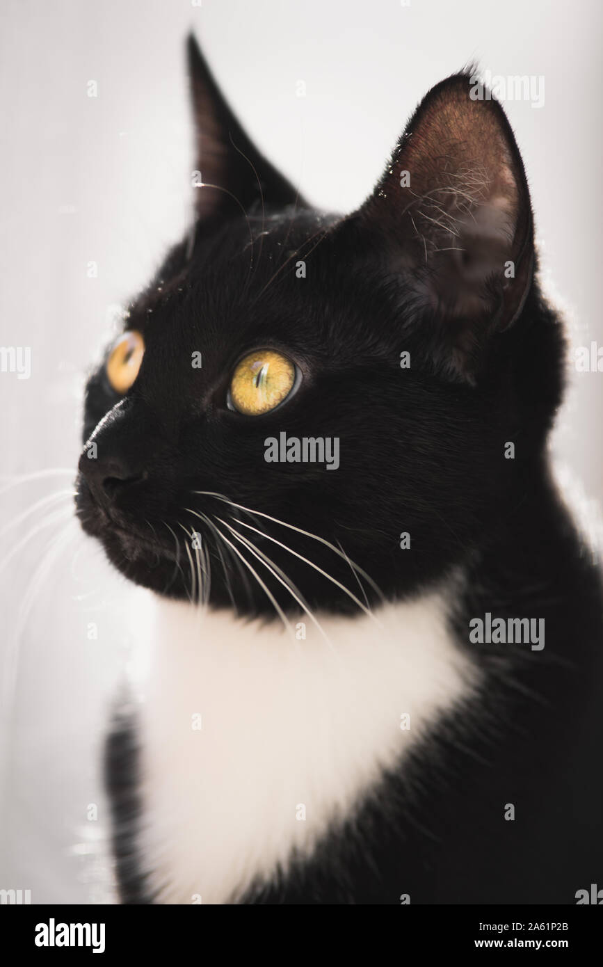 Tuxedo gattino in una finestra Foto Stock