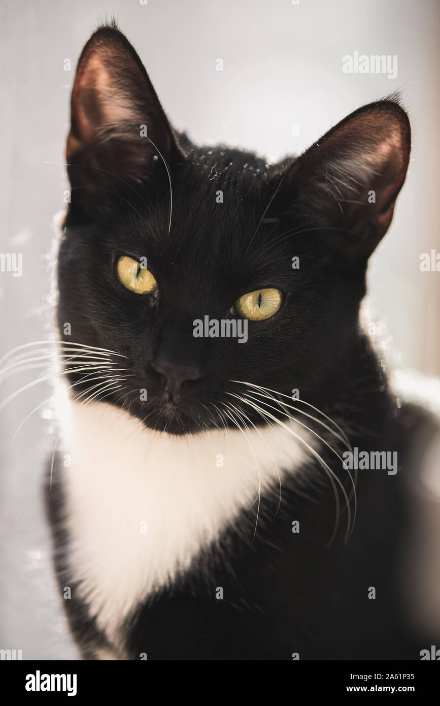 Tuxedo gattino in una finestra Foto Stock