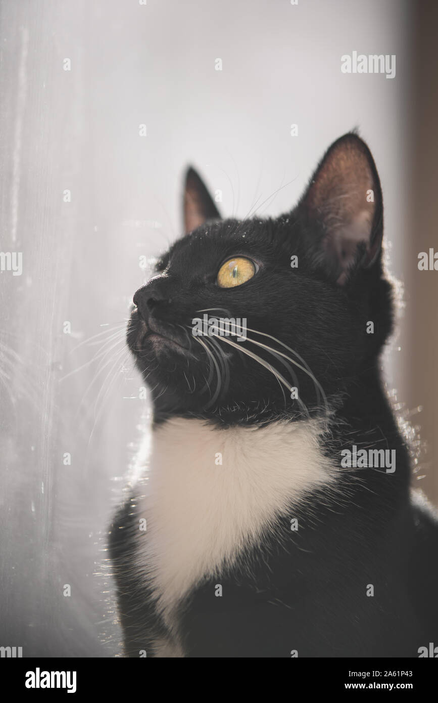 Tuxedo gattino in una finestra Foto Stock