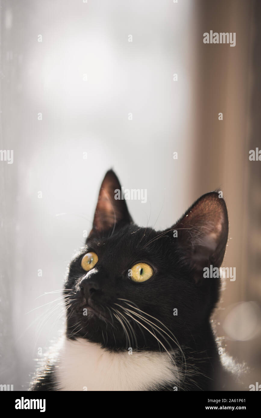 Tuxedo gattino in una finestra Foto Stock