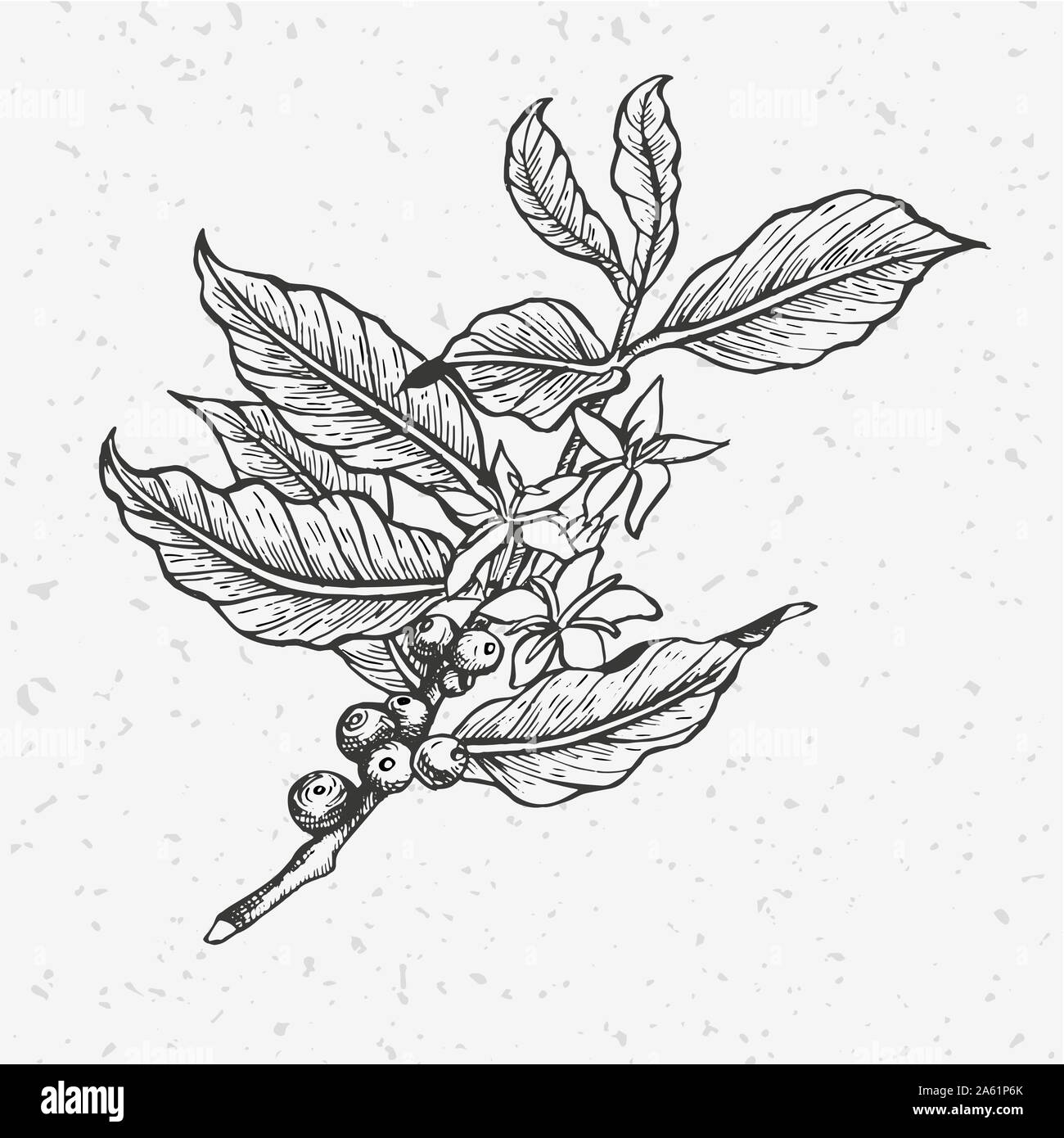 Albero di caffè illustrazione. Incisa in bianco e nero e illustrazione di stile. Vintage caffè. Illustrazione Vettoriale