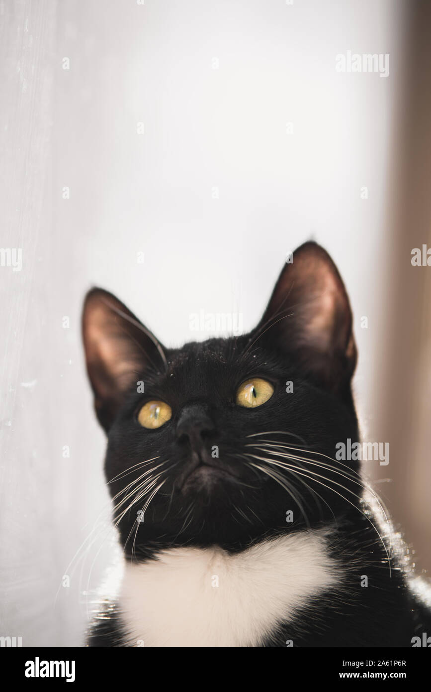 Tuxedo gattino in una finestra Foto Stock