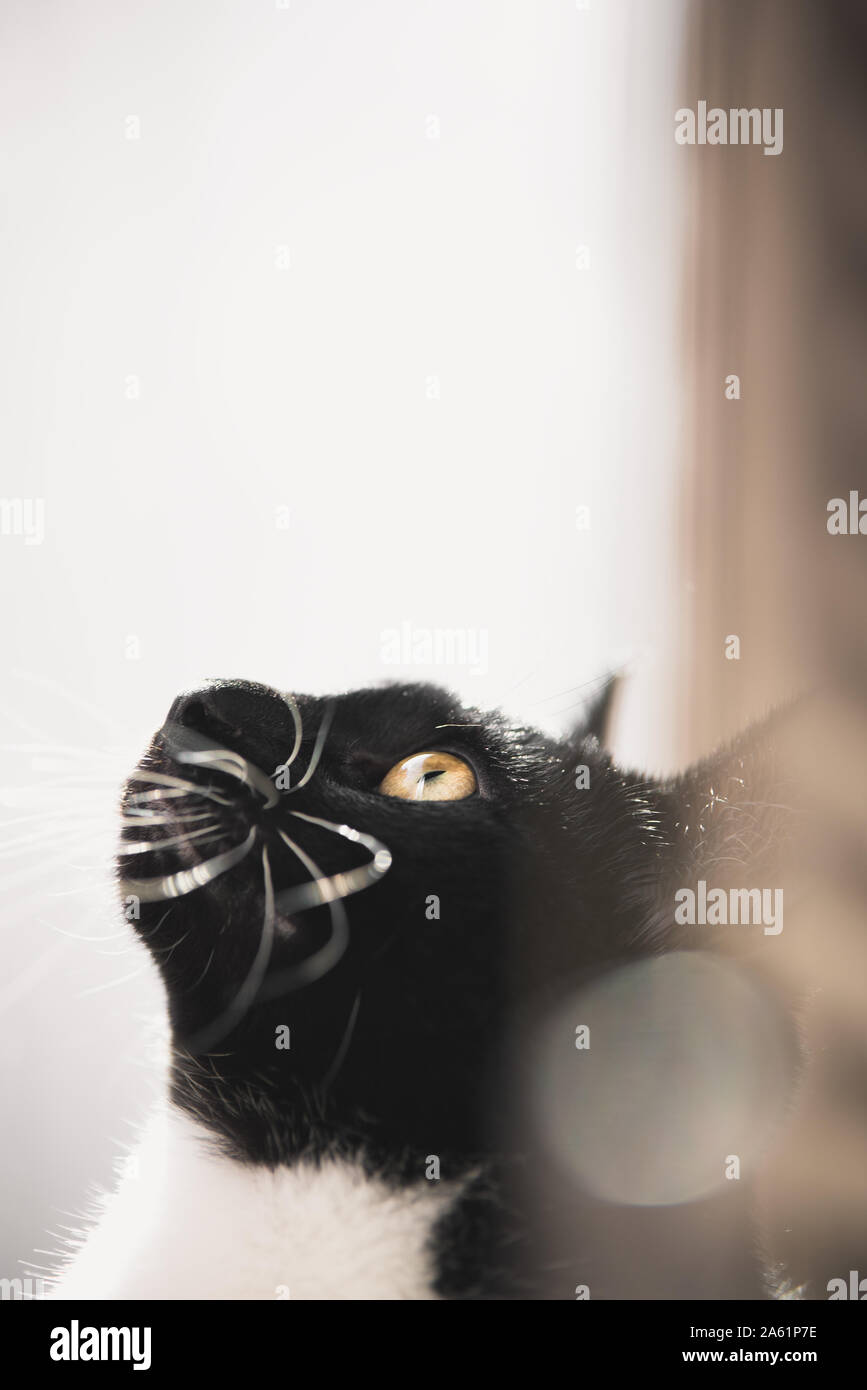 Tuxedo gattino in una finestra Foto Stock