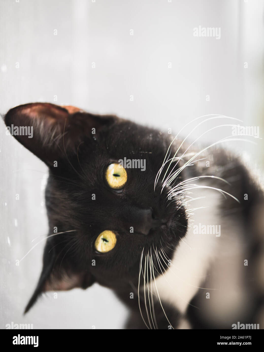 Tuxedo gattino in una finestra Foto Stock