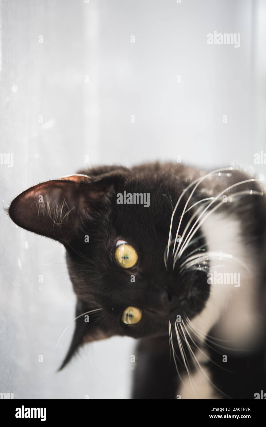 Tuxedo gattino in una finestra Foto Stock