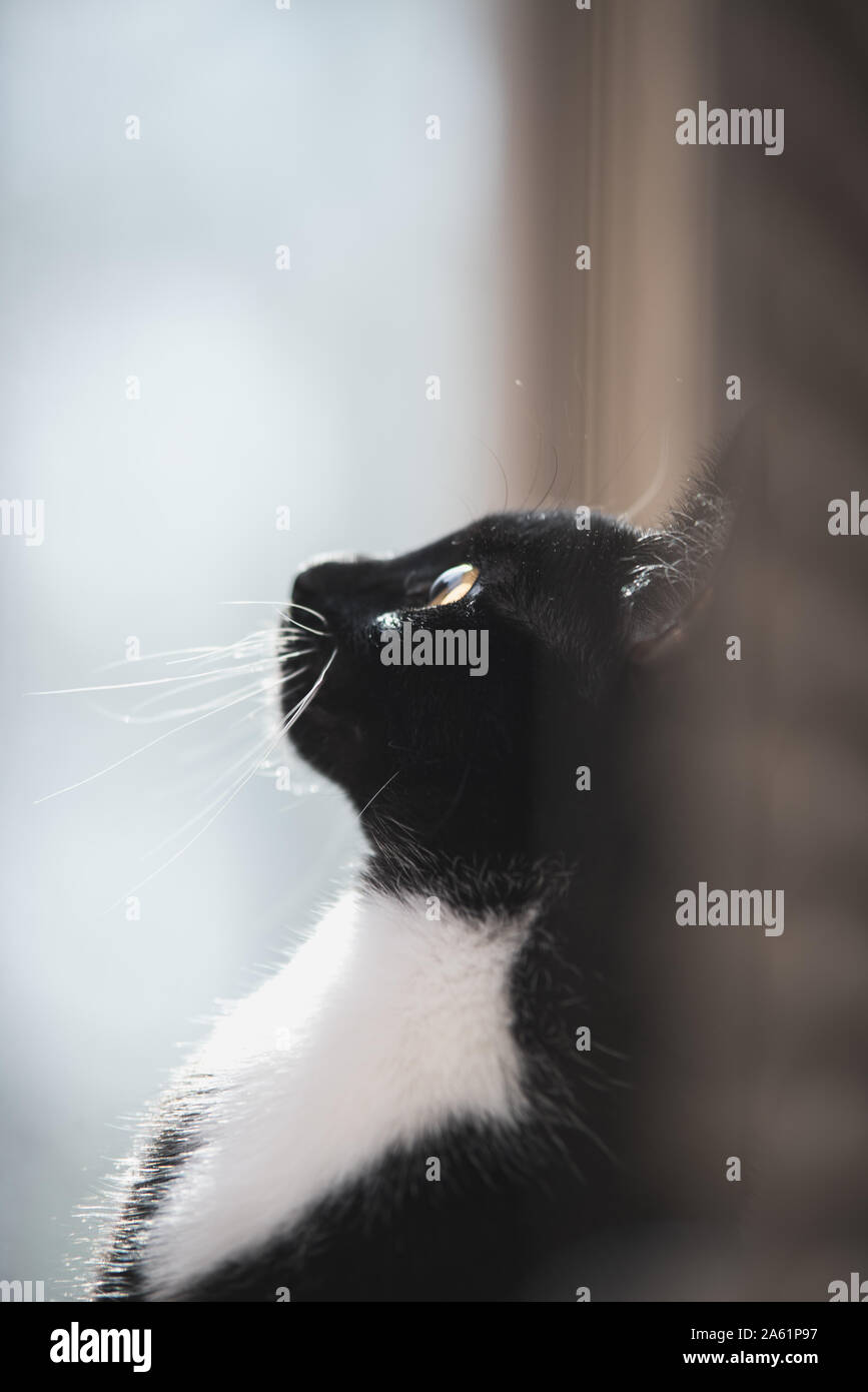 Tuxedo gattino in una finestra Foto Stock
