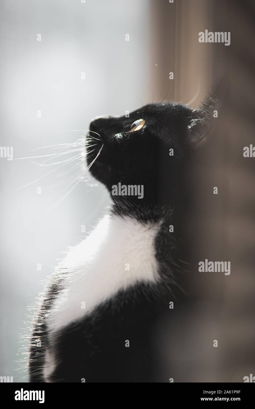 Tuxedo gattino in una finestra Foto Stock