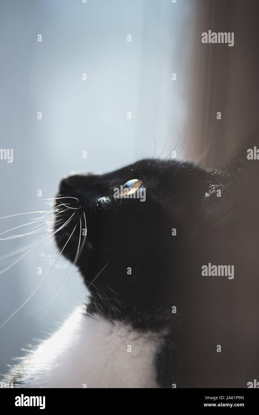 Tuxedo gattino in una finestra Foto Stock